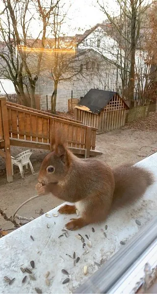 Eichhörnchen auf Fensterbank mit Futter.