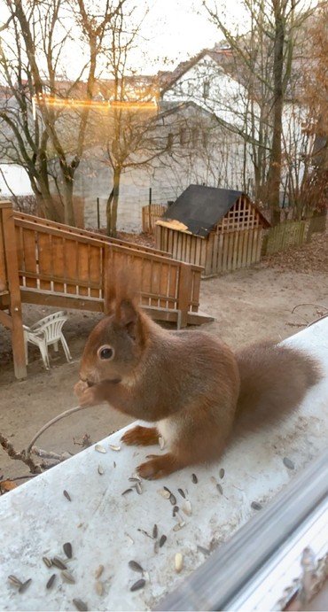 Eichhörnchen auf Fensterbank mit Futter.