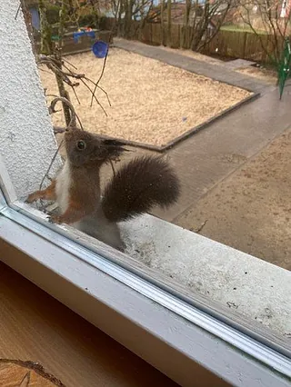 Eichhörnchen blickt durch Fenster.