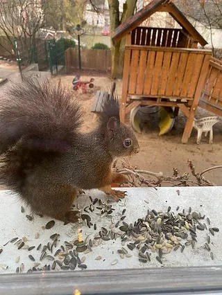 Eichhörnchen isst Vogelfutter.