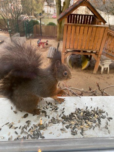 Eichhörnchen isst Vogelfutter.