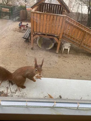 Eichhörnchen auf Fensterbank vor Spielplatz.